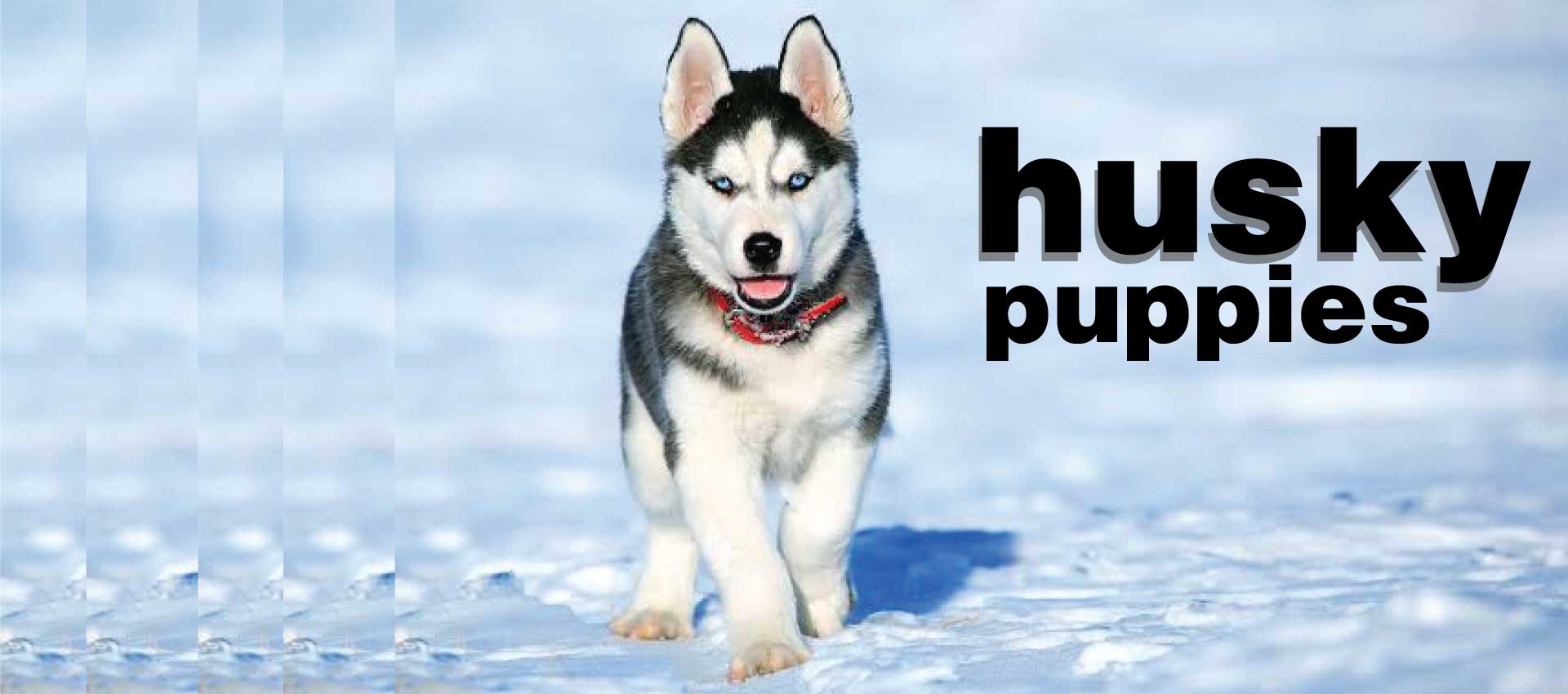 Husky Dog In Pakistan Breed Care And Characteristics