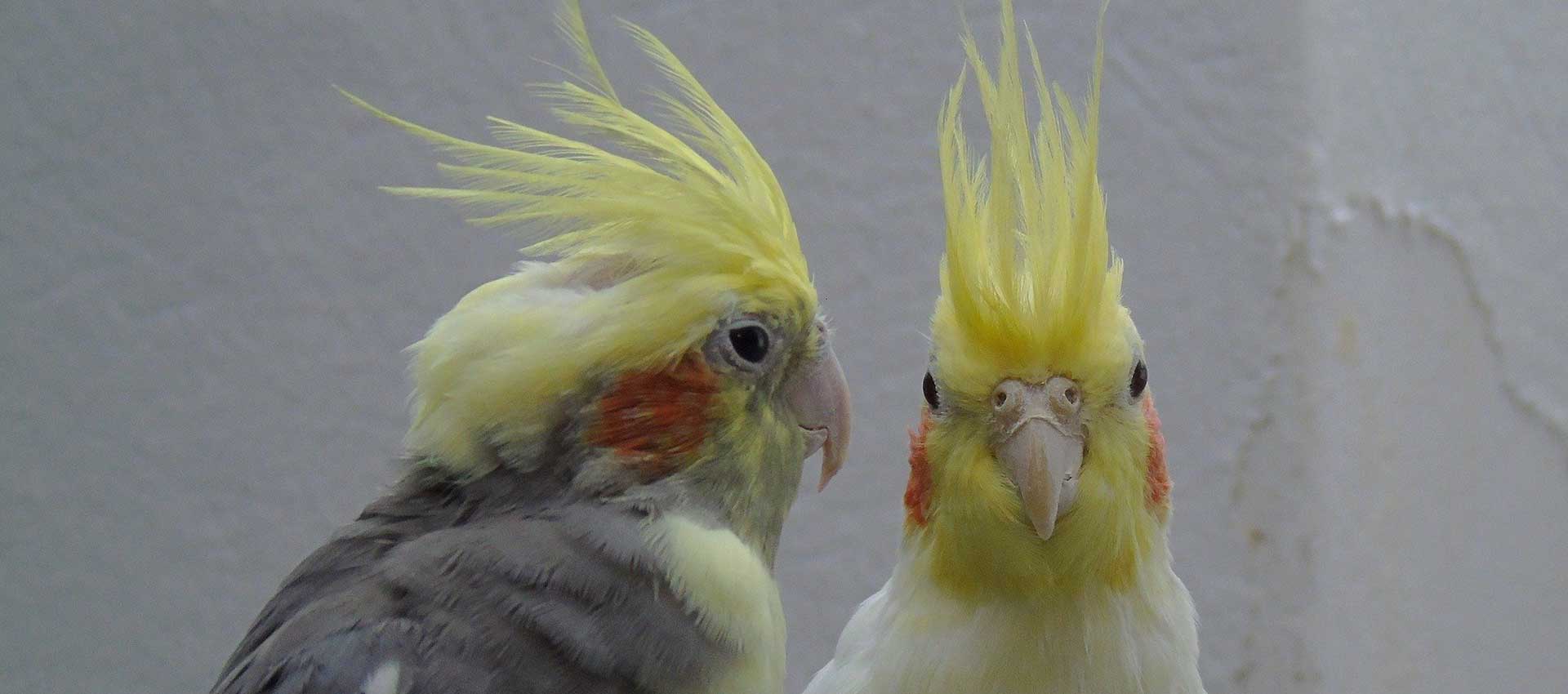 All you need to know about Cockatiel in Pakistan - Personality, Supplies & Care.
