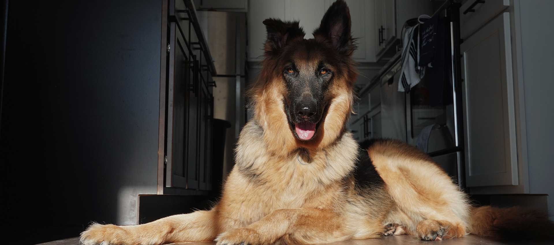 Are you a German Shephard lover? Check out the facts about the Color, Breed and Nutrition for German Shephard in Pakistan