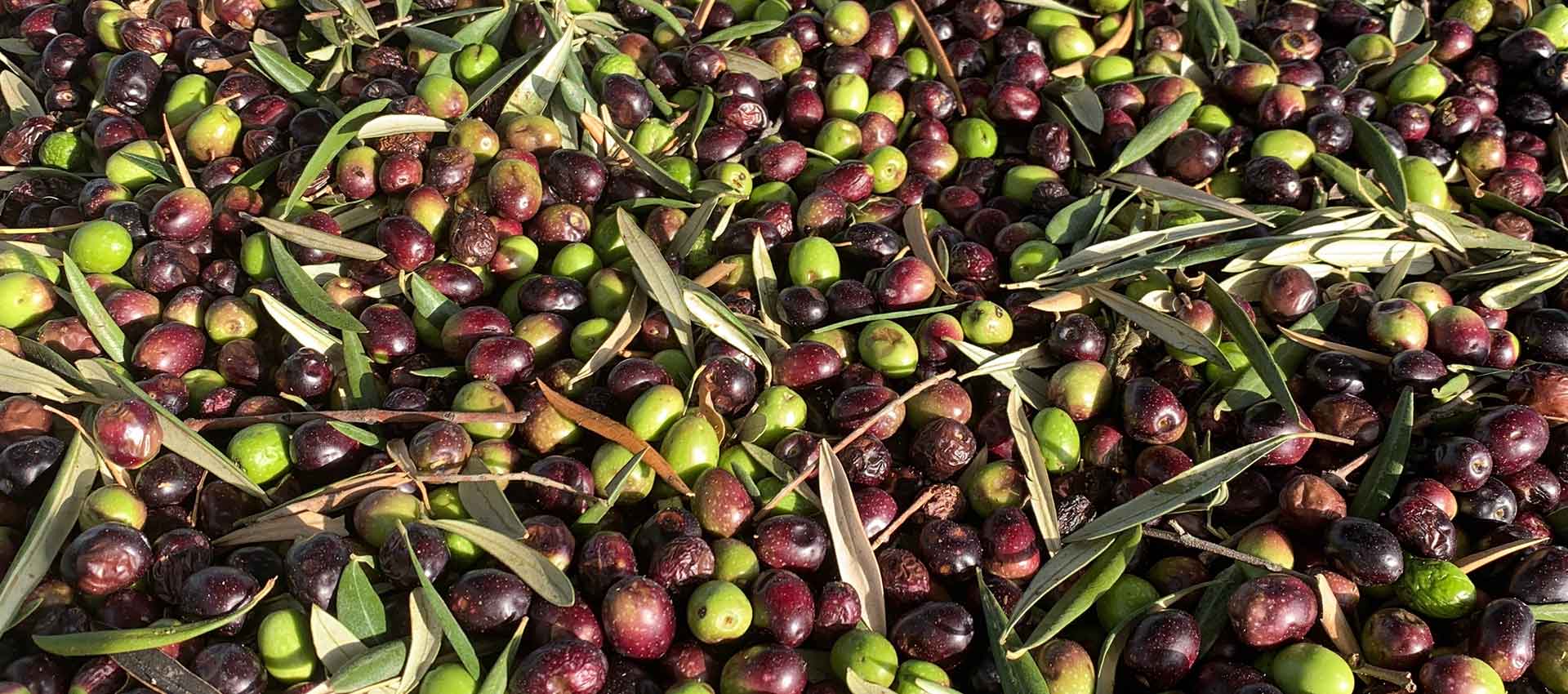 Olives - All The Products You Can Buy In Pakistan