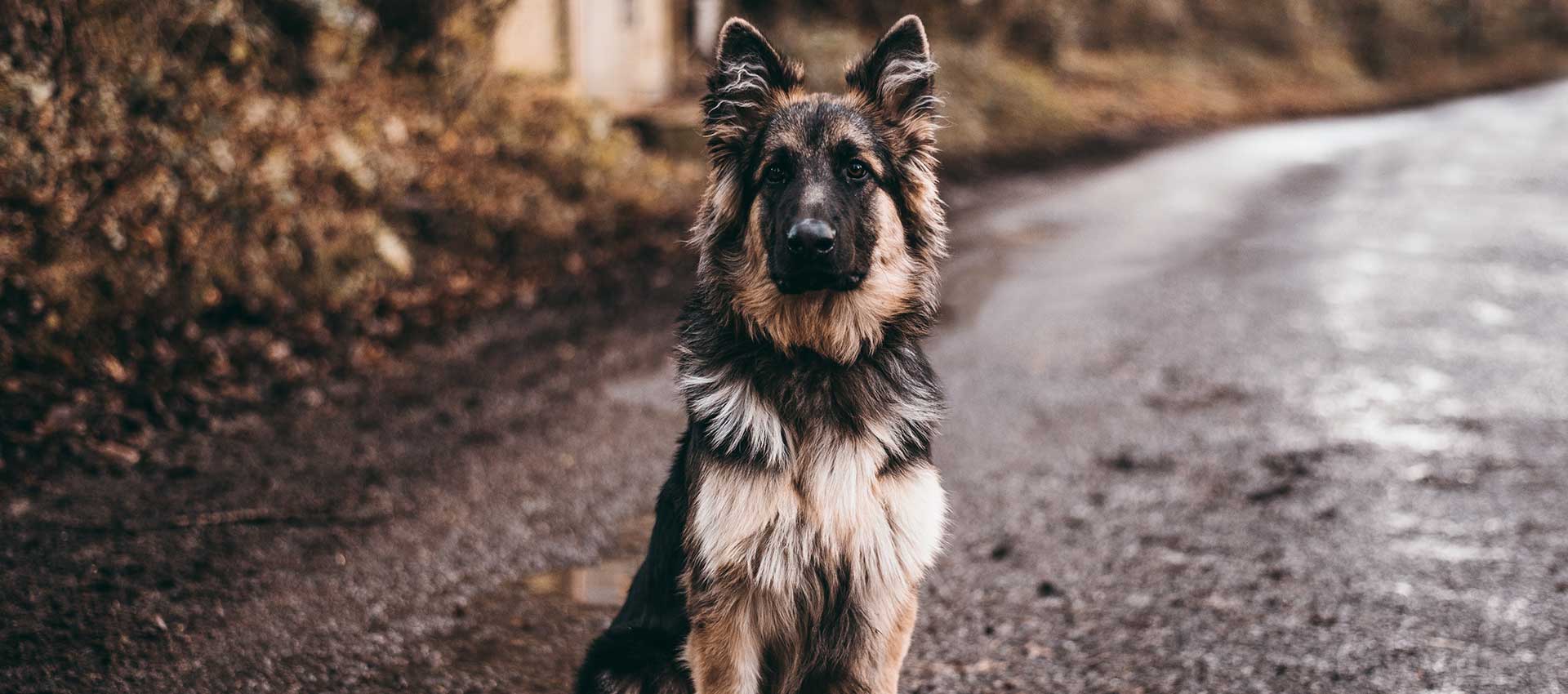 A Perfect Guide To Keep Your German Shepherd Puppy With A Good Care In Pakistan