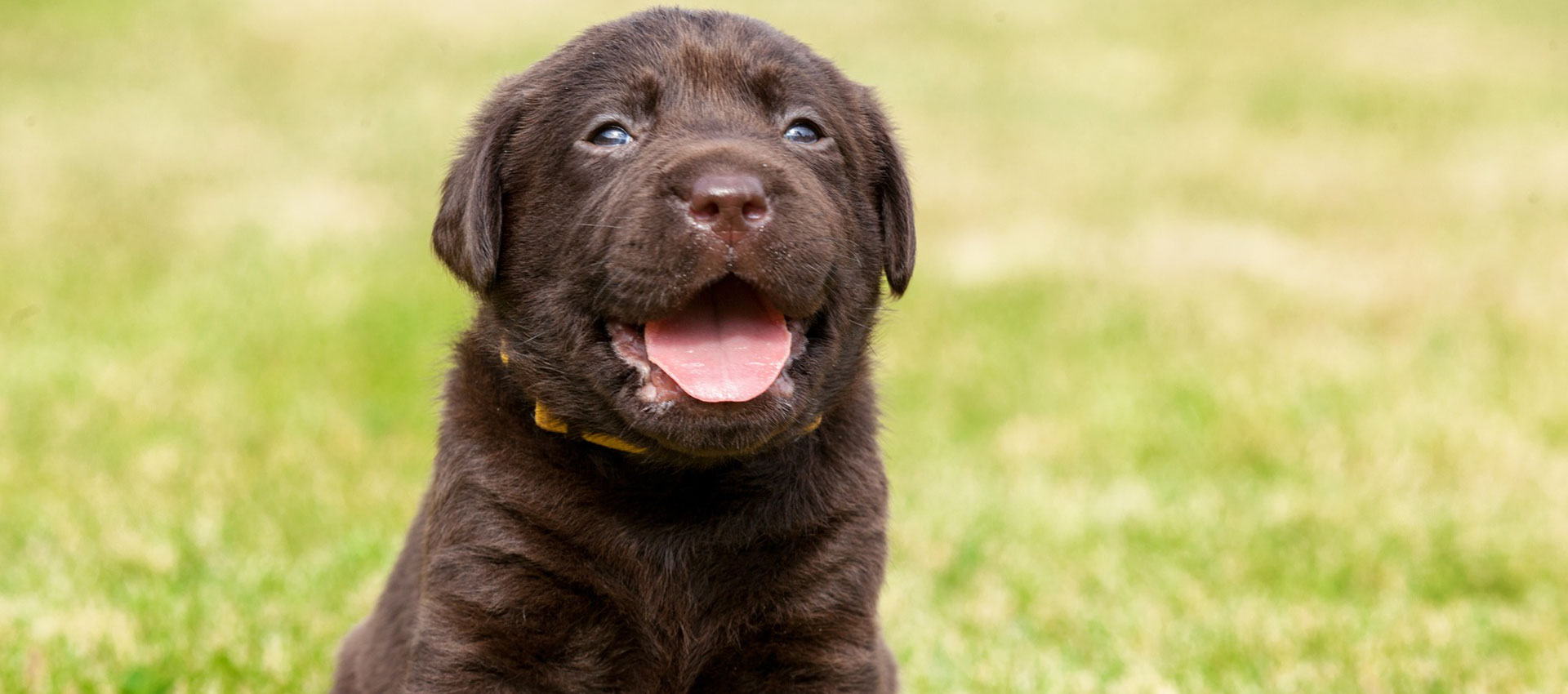Labrador Puppies in Pakistan - Ultimate pet guide, Breed and Characteristics