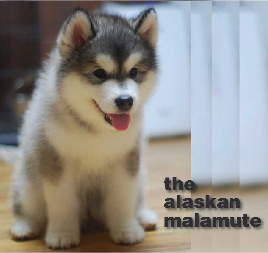 Alaskan Malamute Husky