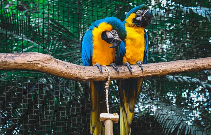 macaw parrots in Pakistan