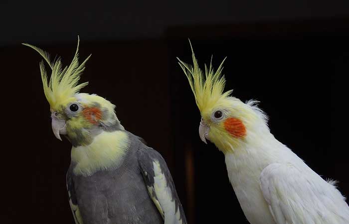 parrots in pakistan