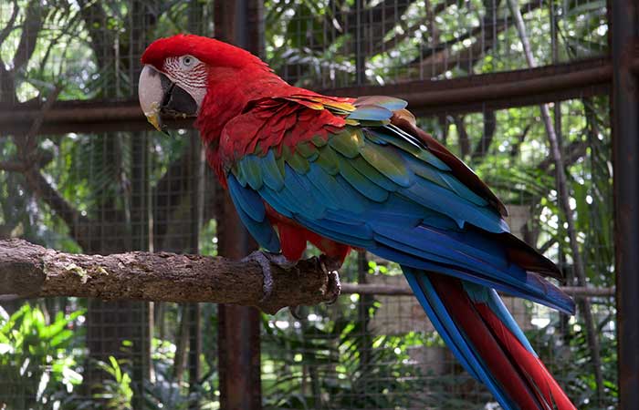 Macaw parrots lifestyle in Pakistan