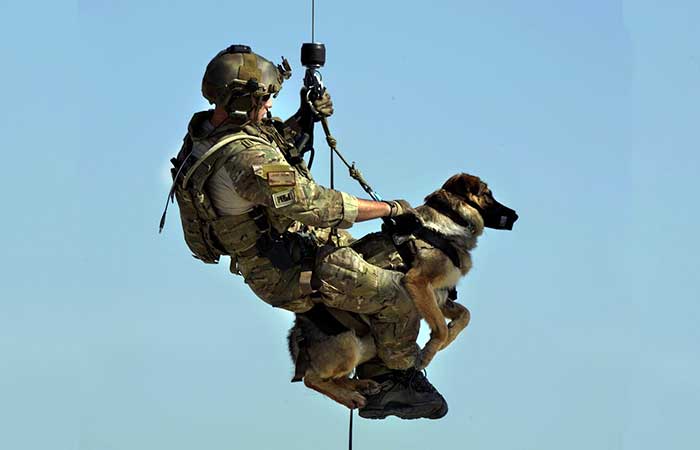 German Shephard as army dog in Pakistan