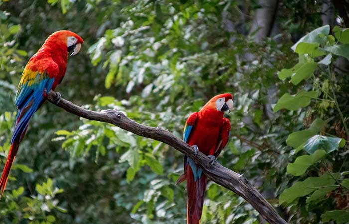 Macaw Parrots as pets in Pakistan