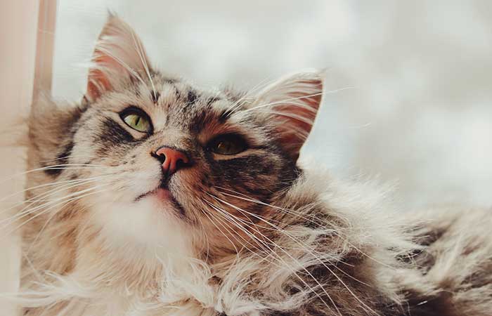 maine coon cat lifestyle in Pakistan