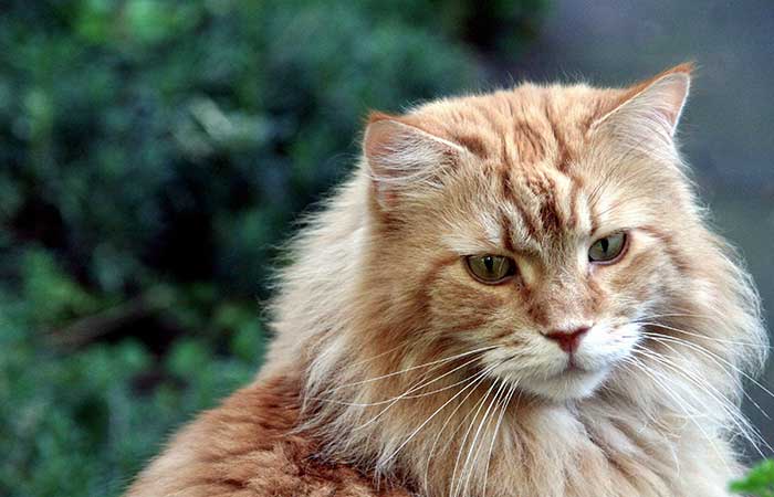Maine Coon cats as a pet