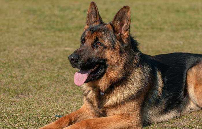 German shephard puppy at your home in Pakistan