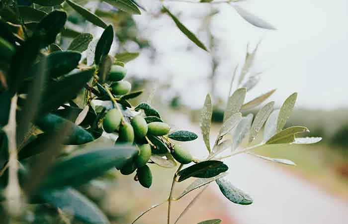 olive plants in pakistan