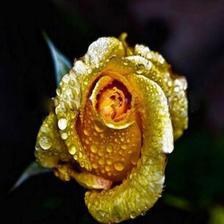Rare Yellow Gold Rose  Seeds