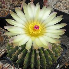 Bonsai Notocactus Graessneri Cactus Flower Seed- White