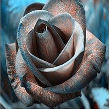 Rare Black Design Rose   Seeds
