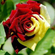 Rare Yellow & Red Rose Seeds