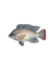 Whole Tilapia Fish 