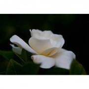 White Gardenia Rose Seeds-WGR999