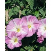 Pink Convolvulus Tricolor Flower Seeds-PCT0021