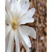 Star Magnolia Flower Tree Seeds-WWQWMWT01
