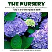 Purple Hydrangea Seeds-PH98