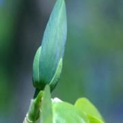 Cucumber Magnolia Flower Tree Seeds-QQSMT01
