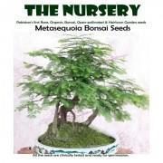 Bonsai Metasequoia Seeds-BMB909