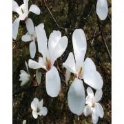 Kobus Magnolia Flower Tree Seeds-WqQQSMT01