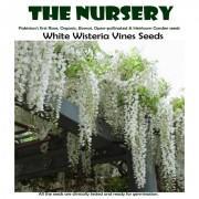 White Wisteria Vine Seeds-WW001