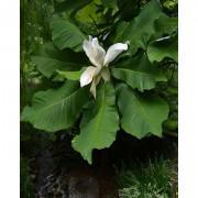 Bigleaf Magnolia Flower Tree Seeds-QSMT01