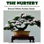 Bonsai White Azalea Seeds-WAB01
