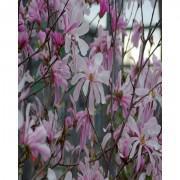 Loebner Magnolia Flower Tree Seeds-WQSMT01