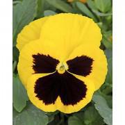 Viola Tricolor Flower Seeds-TRU444