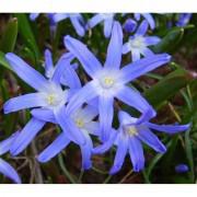Blue Star Flower Seeds-TYRP