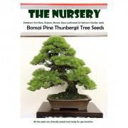Pine Thunbergii Bonsai Tree Seeds-ABPT999