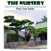 Pine Tree Seeds-PTT89