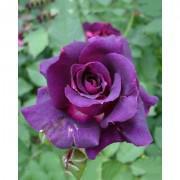 Purple Rose Seeds-PR002