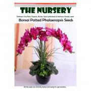 Bonsai Potted Phalaenopsis Seeds-BHNYT999