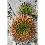 20 Pcs Aloe Seeds Rare Kalanchoe Marmorata Perennial Beautiful Flower Herb Seed Succulent Tree