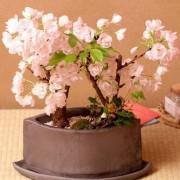 Cherry Bonsai Tree Seeds-OCTR999