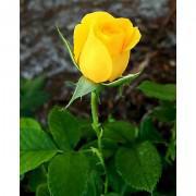 Yellow Rose Seeds-YR002