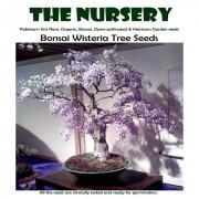 Bonsai Wisteria Tree-BWTS