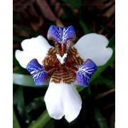 Walking Iris Flower Seeds-WI002