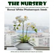 Bonsai White Phalaenopsis Seeds-BWP999