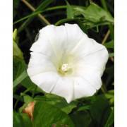 White Convolvulus Tricolor Flower Seeds-WCT252