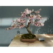 Pink Bonsai Japanese Sakura Seeds-JAP001