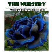 Midnight Supreme Rose Seeds-MRBR98