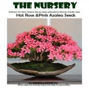 Bonsai Hot Rose & Pink Azalea Seeds-PR89