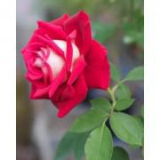 Red Osiria Rose Seeds-RO001