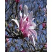 Kobus Magnolia Flower Tree Seeds-WQQSMT01